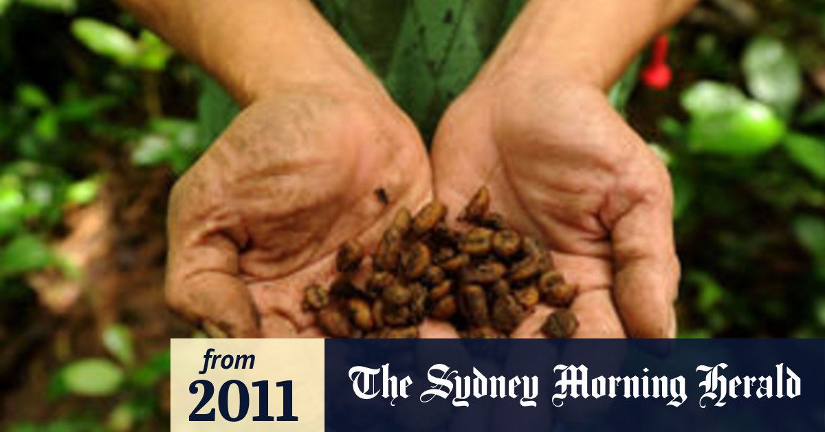 Civet Coffee in the Philippines